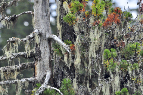 Melanie Heinrich Images - Alaska